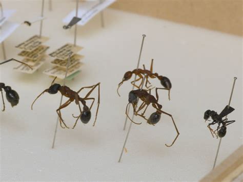 ant under microscope|Techniques for Investigating the Anatomy of the Ant Visual System.